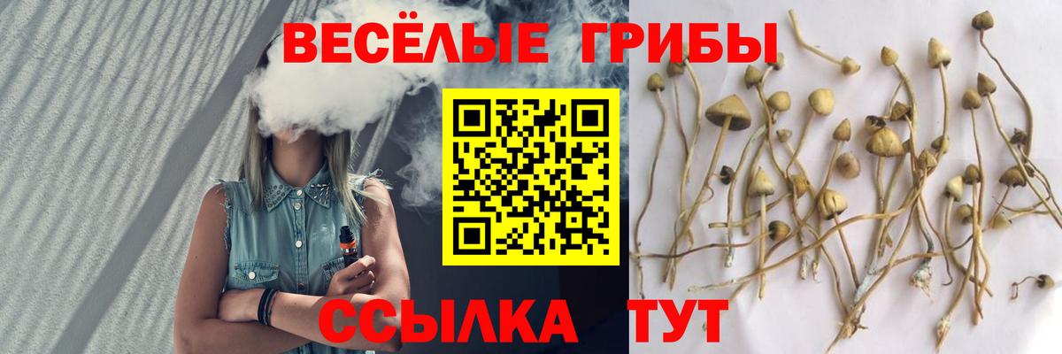 Галлюциногенные грибы Psilocybine cubensis Жуковский